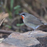 male Siberian Rubythroat (image by János Oláh)
