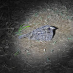 Sickle-winged Nightjar (image by Mark Pearman)