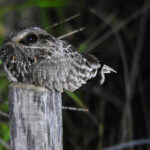Sickle-winged Nightjar (image by Mark Pearman)