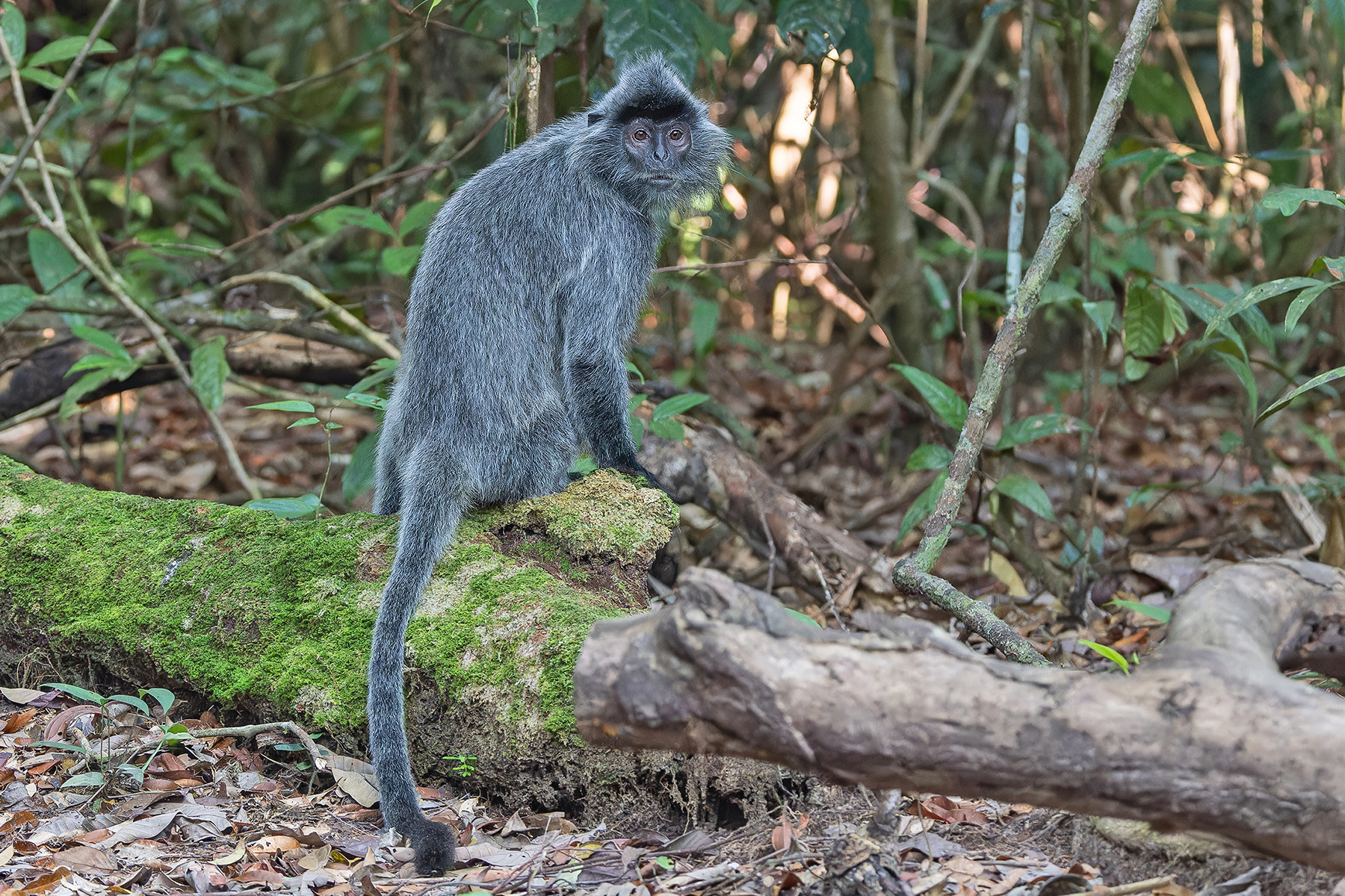 Silvery Leaf Monkey (image by Pete Morris)
