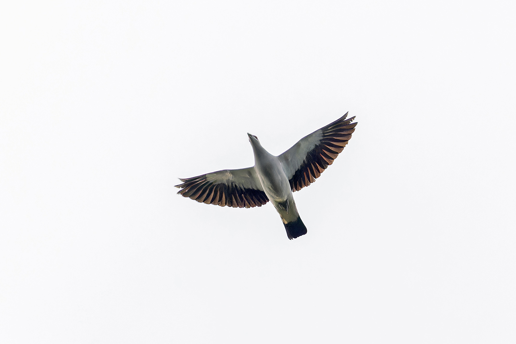 Silvery Pigeon (image by Pete Morris)