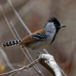 Silvery-cheeked Antshrike (image by Leo Garrigues)