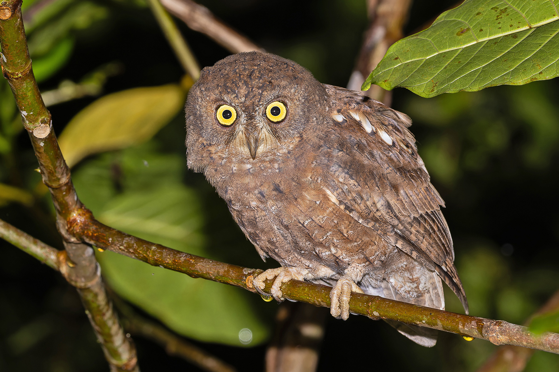 Simeulue Scops Owl (image by Pete Morris)