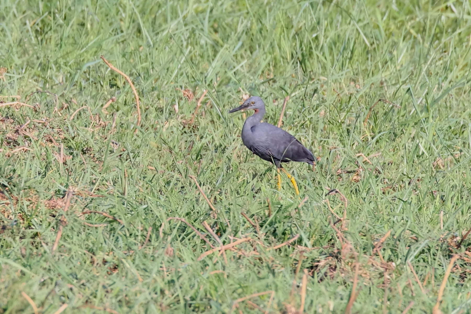 Slaty Egret (image by János Oláh)