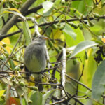 Slaty Elaenia (image by Mark Pearman)