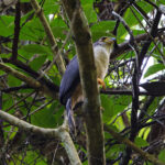 Slaty-backed Forest Falcon (image by Leo Garrigues)
