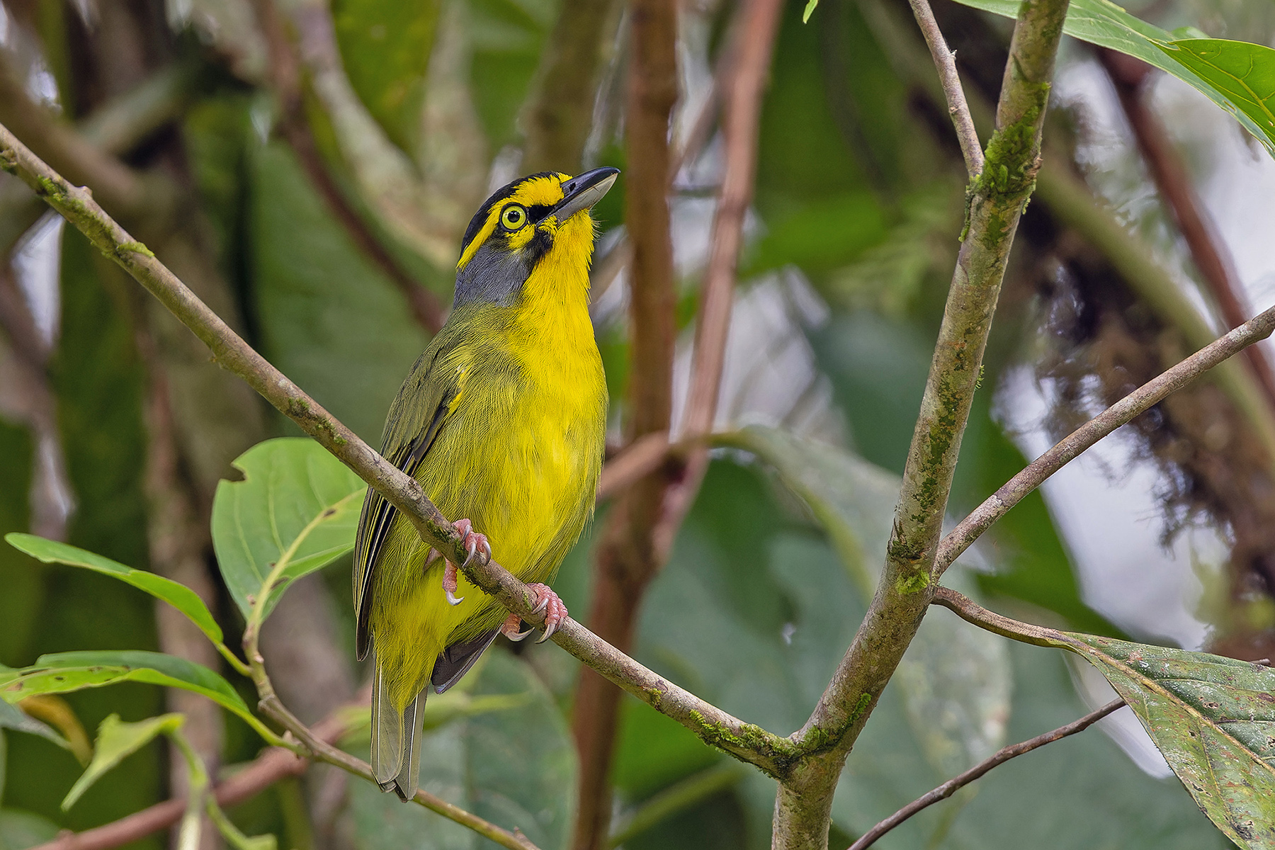 Slaty-capped Shrike-Vireo (image by Pete Morris)