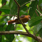 Slaty-winged Foliage-gleaner (image by Leo Garrigues)