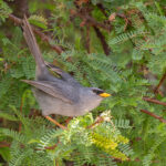 Slender-billed Finch (image by John Oates)