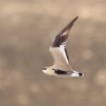 Small Pratincole (image by János Oláh)