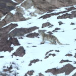 Snow Leopard (image by János Oláh)