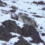 Snow Leopard (image by Max Nienhaus)