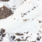 Snow Leopard looking for Blue Sheep (image by János Oláh)
