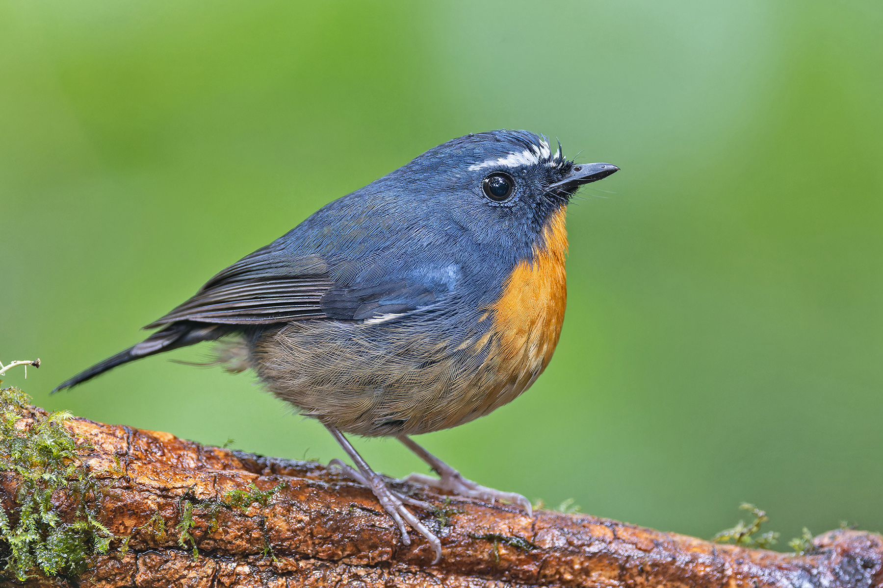 Snowy-browed Flycatcher (image by Pete Morris)