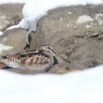 Solitary Snipe (image by János Oláh)
