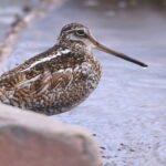 Solitary Snipe (image by Max Nienhaus)