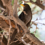 Sombre Thrush (image by John Oates)