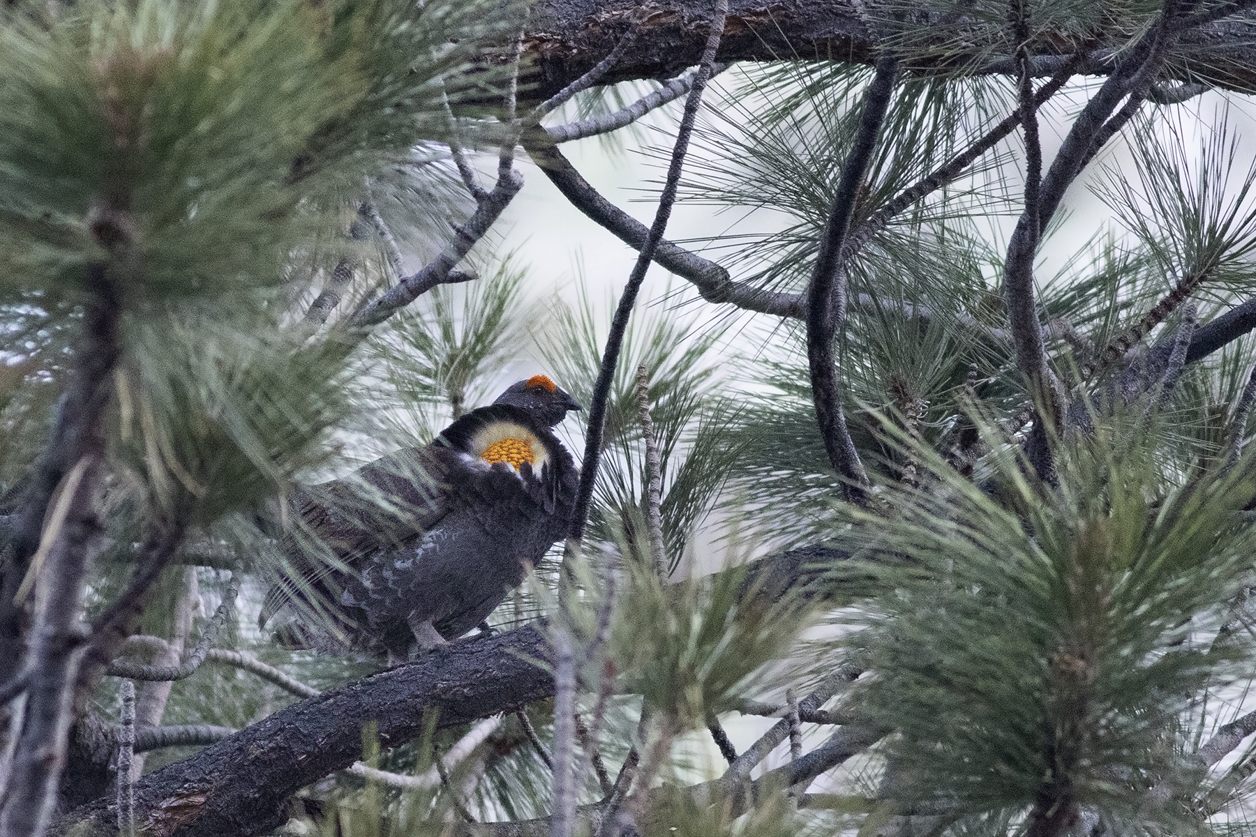 Sooty Grouse (image by Sjoerd Radstaak)