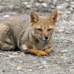 South American Grey Fox (image by John Oates)