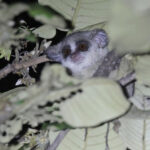 Southern Lesser Galago (image by János Oláh)
