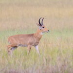 Southern Reedbuck (image by János Oláh)