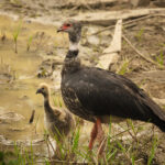 Southern Screamer (image by Leo Garrigues)