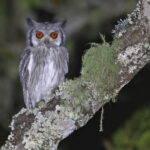 Southern White-faced Owl (image by János Oláh)