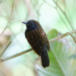Speckled Antshrike (image by Leo Garrigues)