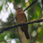 Speckled Mourner (image by Leo Garrigues)