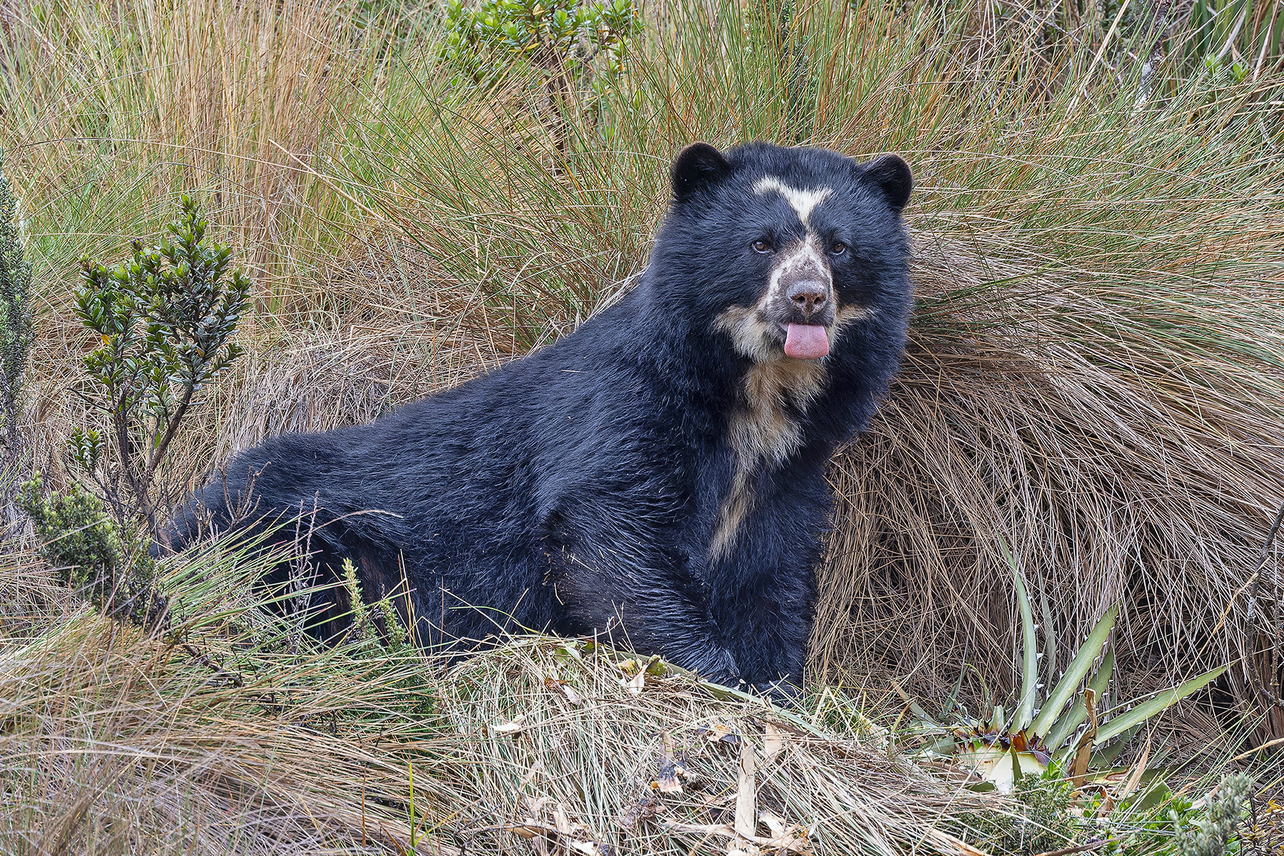 Spectacled Bear (image by Pete Morris)