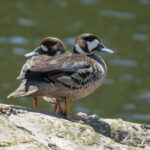 Spectacled Ducks (image by John Oates)