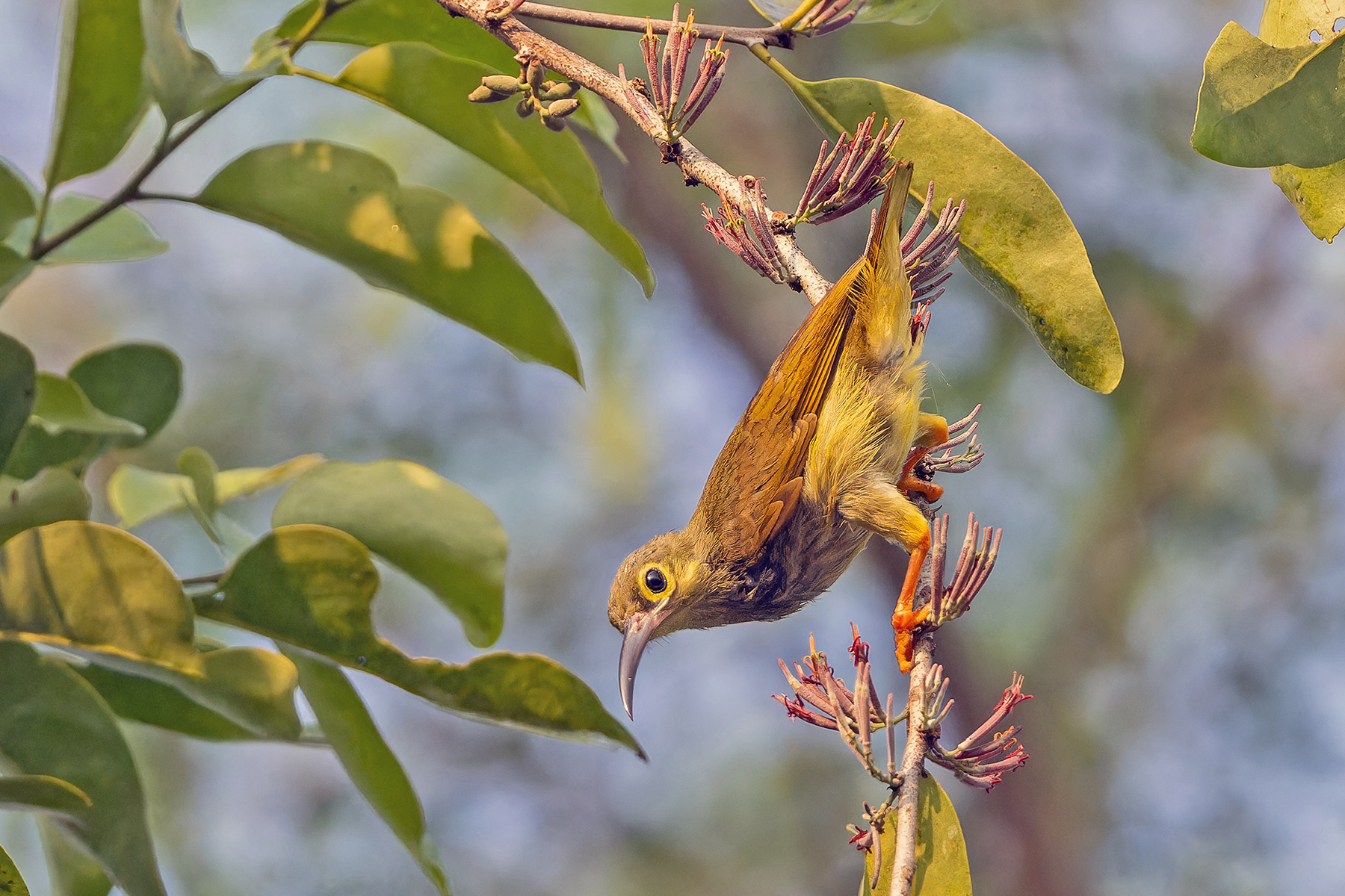 Spectacled Spiderhunter (image by Pete Morris)