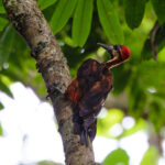 Splendid Woodpecker (image by Leo Garrigues)