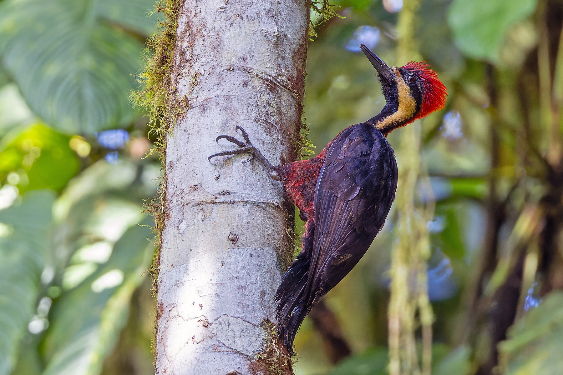 Splendid Woodpecker (image by Pete Morris)