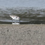 Spoon-billed Sandpiper (image by János Oláh)