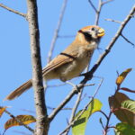 Spot-breasted Parrotbill (image by János Oláh)