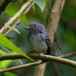 Spot-crowned Antvireo (image by Leo Garrigues)