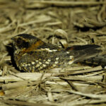 Spot-tailed Nightjar (image by Leo Garrigues)