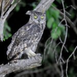 Spotted Eagle-Owl (image by János Oláh)