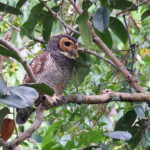 Spotted Wood Owl (image by János Oláh)