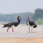 Spur-winged Geese (image by János Oláh)