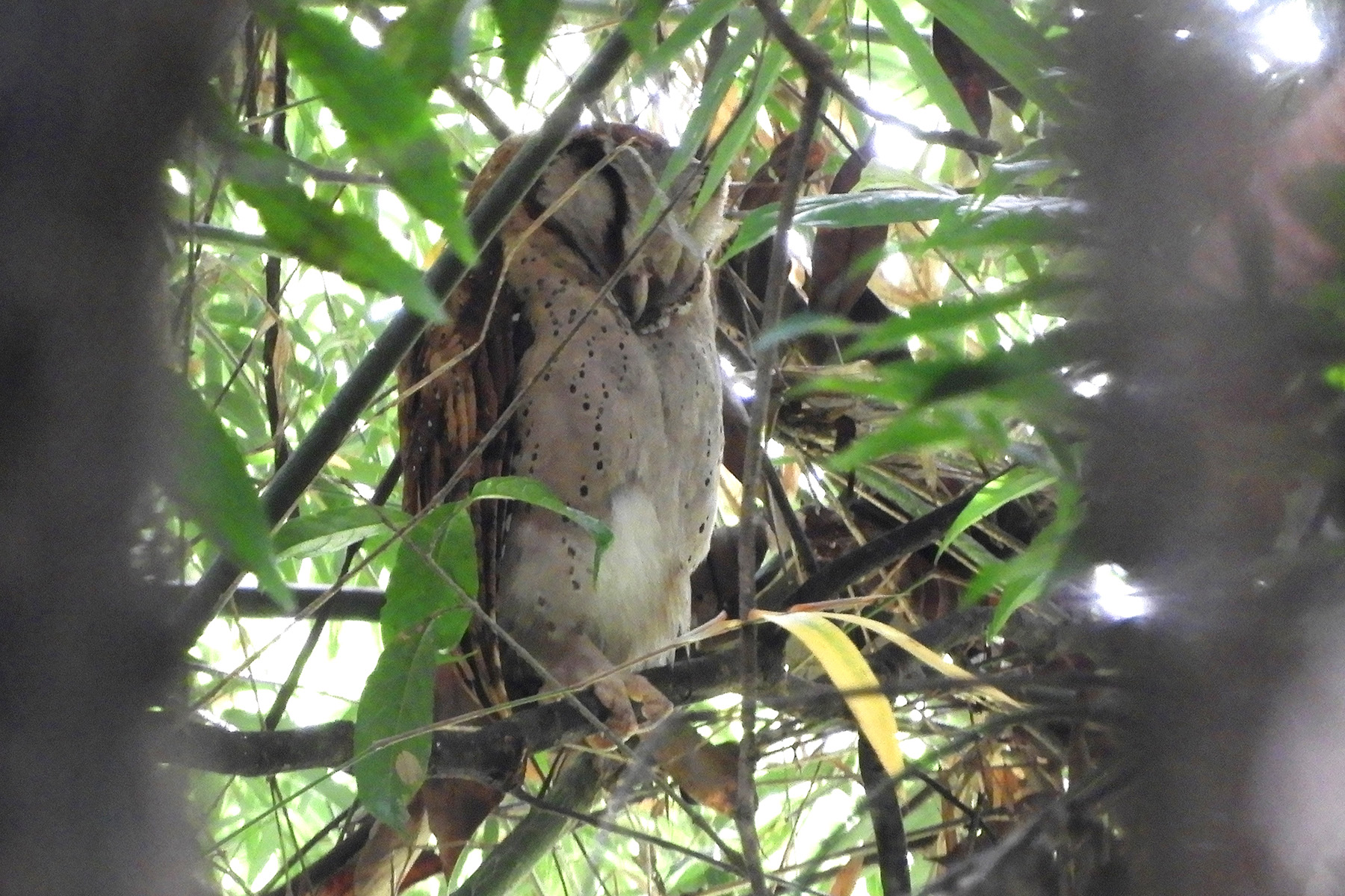 Sri Lanka Bay Owl (image by Dave Farrow)