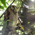 Sri Lanka Bay Owl (image by Dave Farrow)