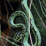 Sri Lanka Green Pit Viper (image by Dave Farrow)