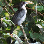Sri Lanka Grey Hornbill (image by Dave Farrow)