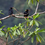 Sri Lanka Hill Mynas (image by Dave Farrow)