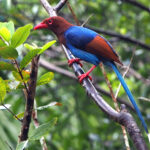 Sri Lanka Magpie (image by Dave Farrow)