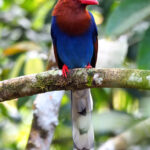 Sri Lanka Magpie (image by Dave Farrow)
