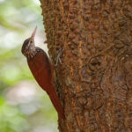 Straight-billed Woodcreeper (image by Leo Garrigues)