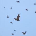 Straw-coloured Fruit Bat (image by János Oláh)